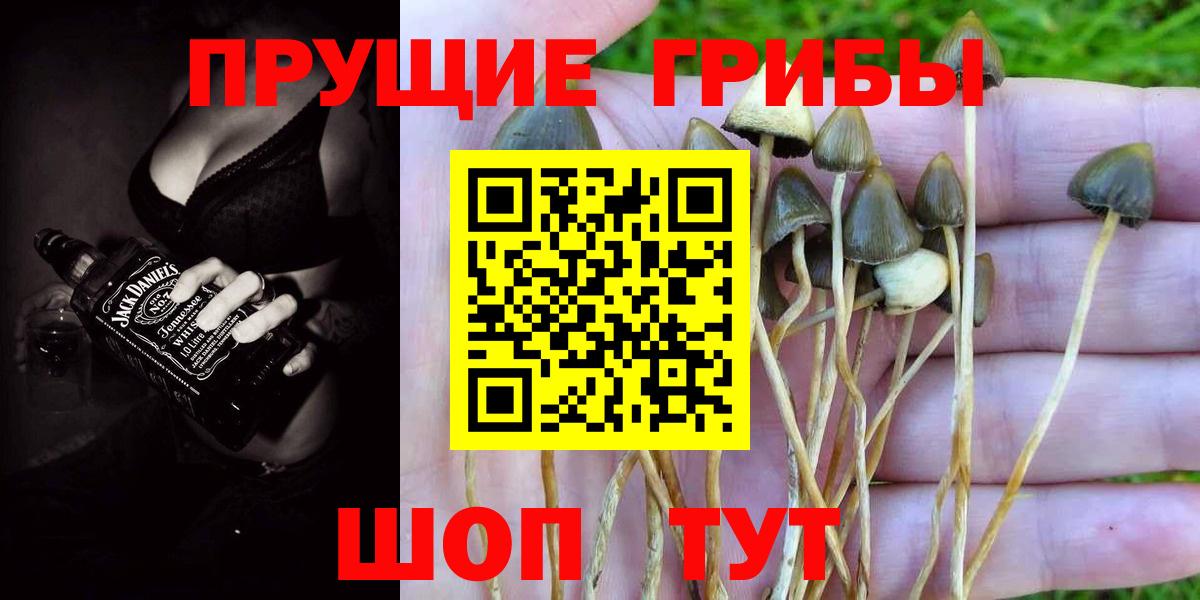 Псилоцибиновые грибы Cubensis Лабинск